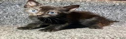 Mixed Breed cats for sale: 5 Mixed Coloured Kittens Available! - Advert 19