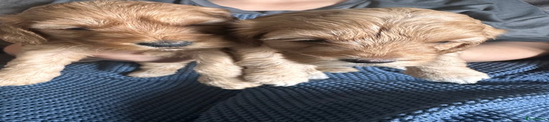 Cockapoo Puppy 8