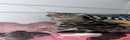 Mixed Breed cats for sale: STUNNING GREY AND WHITE TABBY BABIES FOR SALE✨ in Staines - Advert 10