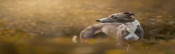 Whippet dogs for sale: KC Reg Whippet Pups-Heart Tested Clear Parents in Caernarfon - Advert 17
