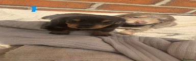Miniature Dachshund Puppy 2