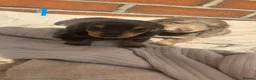 Miniature Dachshund dogs for sale: Long hair mini dachshund  in Pulborough - Advert 4
