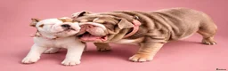 English Bulldog dogs for sale: English bulldog girl  - Advert 16