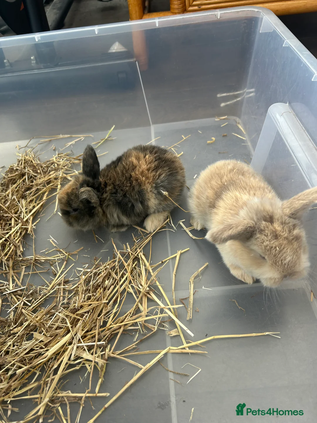 Mini Lop rabbits for sale: Mini Lop Babies - Advert 4