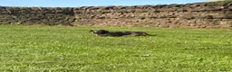 Miniature Dachshund dogs for sale: Minature dachshunds !  - Advert 7
