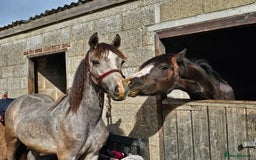 Welsh Section D horses for sale: Grey welsh D - Image 5