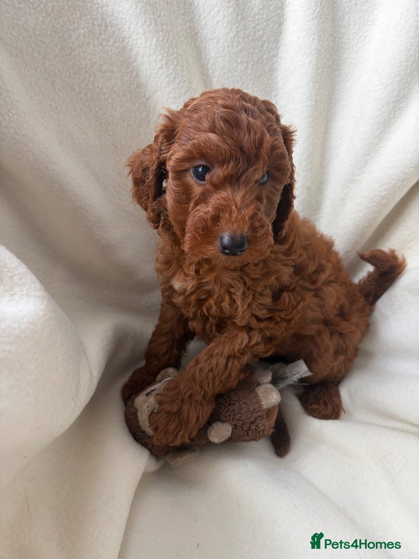 Miniature Poodle dogs Beautiful Girl Looking for her Forever Home - Advert 8