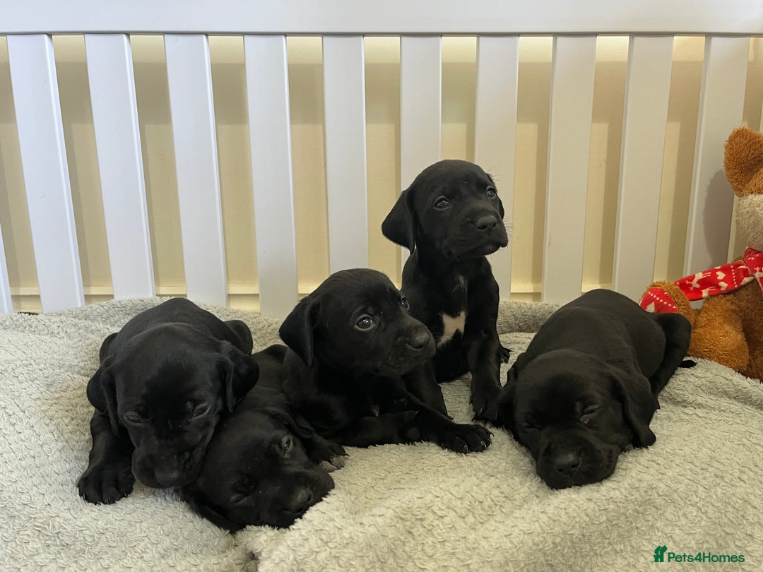 Mixed Breed dogs for sale: Labrador x French Pointer puppies - Image 7
