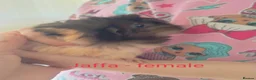 Guinea Pig rodents for sale: 4 beautiful baby guinea pigs  in Leeds - Advert 4