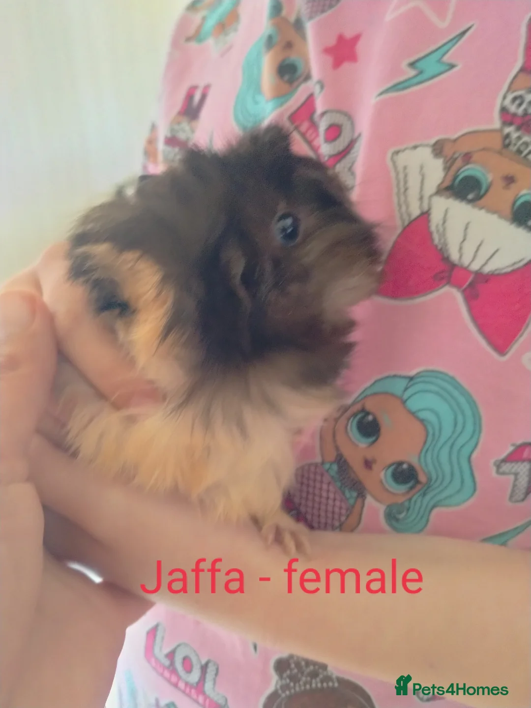 Guinea Pig rodents for sale: 4 beautiful baby guinea pigs  in Leeds - Advert 4