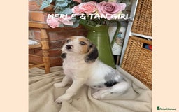 Mixed Breed dogs for sale: ☀️PERFECT POOGLES (beagleXminiature poodle)☀️ in Rhayader - Image 12