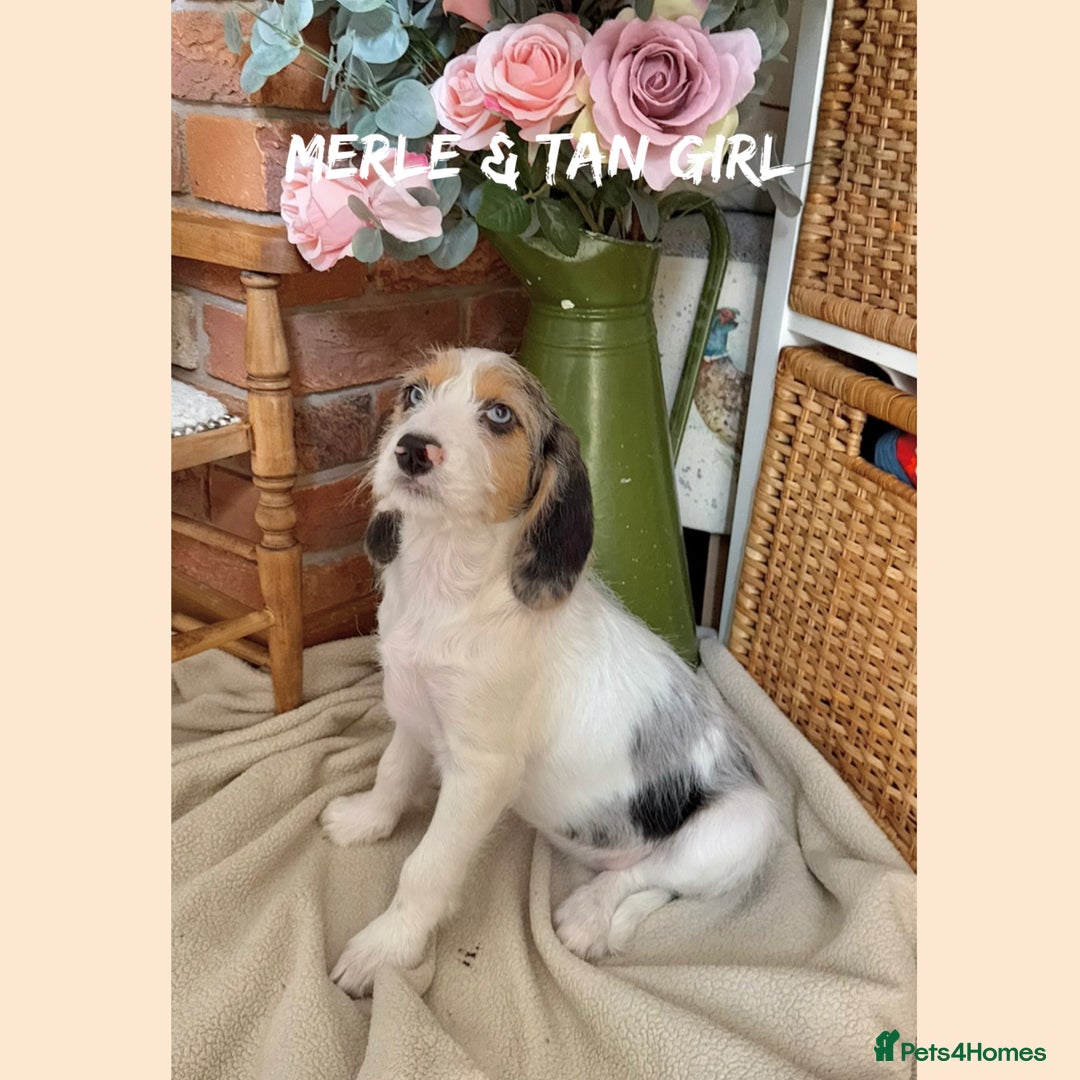 Mixed Breed dogs for sale: ☀️PERFECT POOGLES (beagleXminiature poodle)☀️ in Rhayader - Image 12