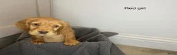 Cocker Spaniel dogs for sale: KC Reg hereditary clear working Cocker spaniels in Ingatestone - Advert 12