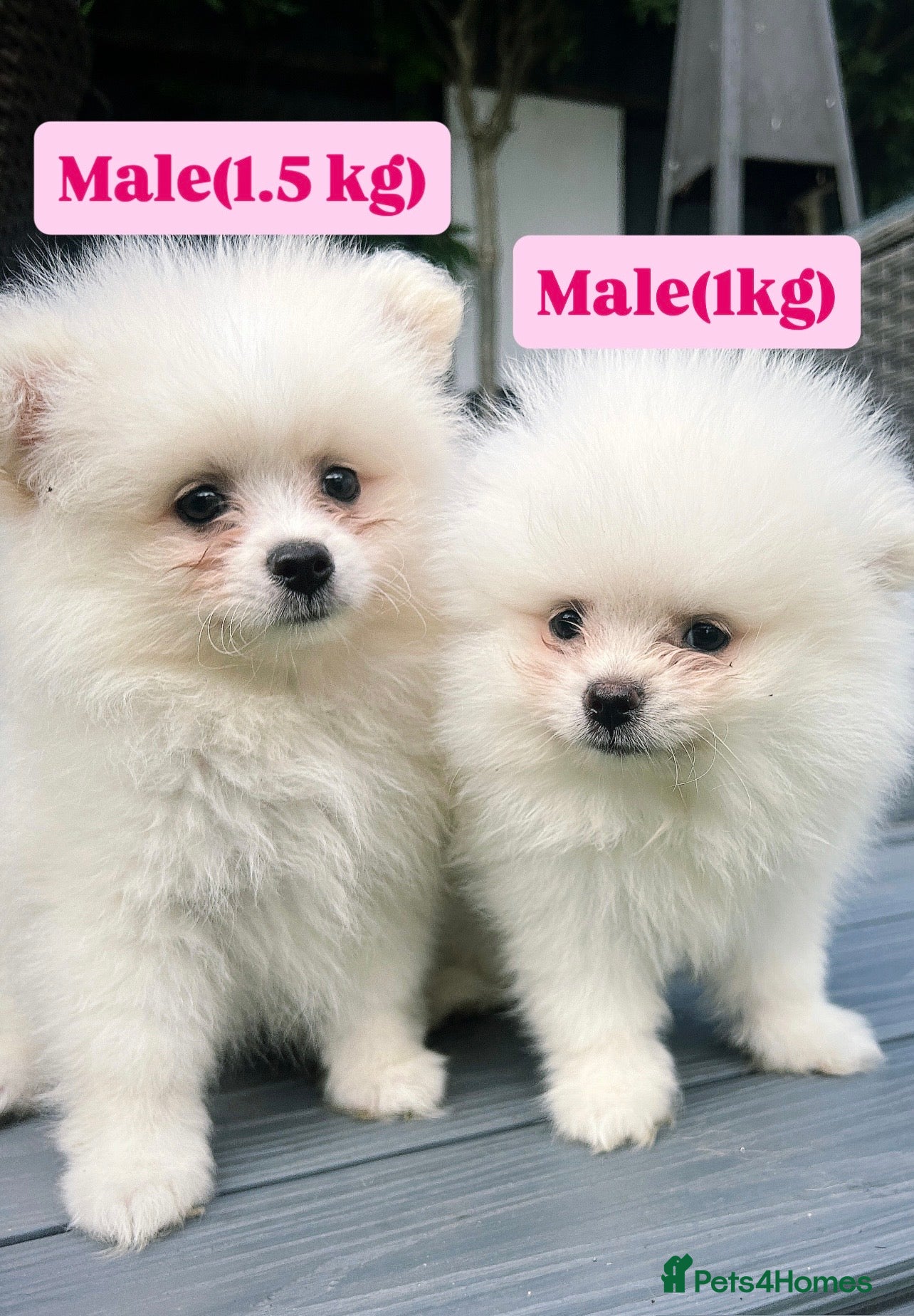 Pomeranian dogs 3 Pure white Pomeranians - 1 girl 2 boys - Advert 2