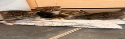 Mixed Breed cats for sale: Kittens  - Advert 3