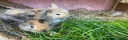 Mini Lop rabbits for sale: Beautiful baby mini lop rabbits - Advert 11