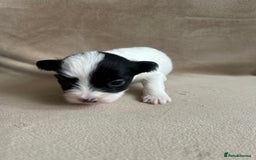 Coton De Tulear dogs for sale: Coton de Tulear puppies  - Image 17