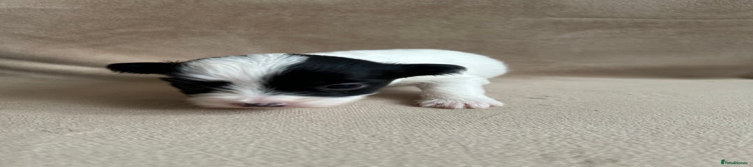 Coton De Tulear Puppy 1