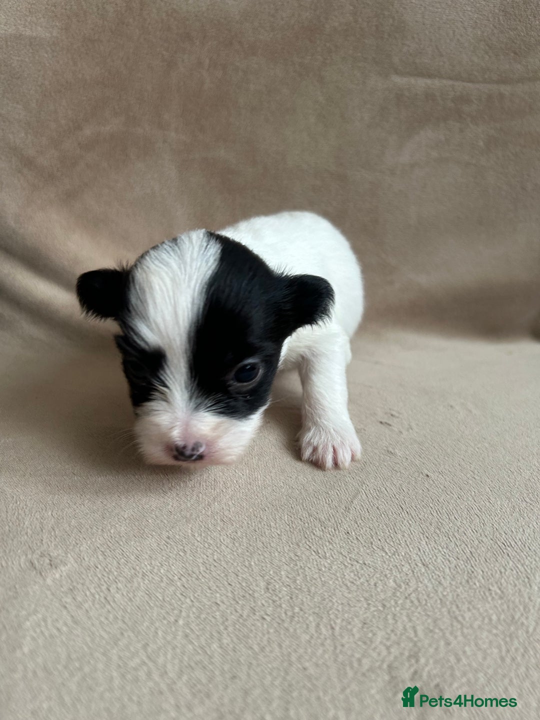 Coton De Tulear dogs for sale: Coton de Tulear puppies  - Image 17