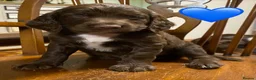 Sprocker dogs for sale: Sproker puppies born 21/9/2026 - Advert 19
