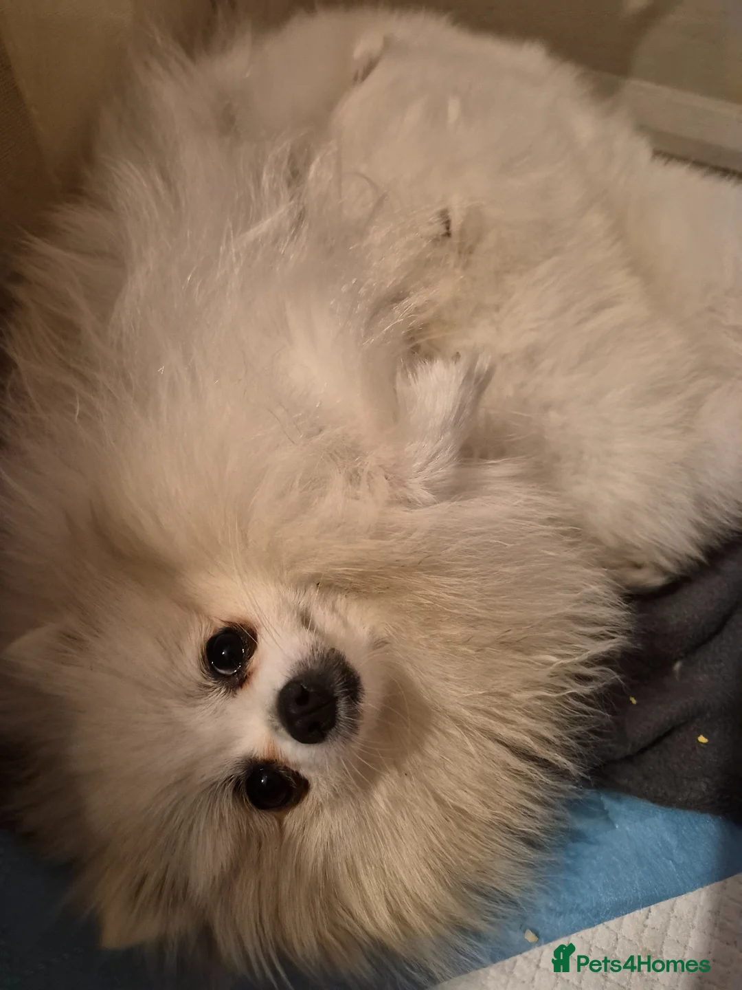 Pomeranian dogs for sale: White pomeranian tady bears in Castleford - Advert 2