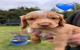 Cocker Spaniel dogs for sale: GORGEOUS WORKING COCKER PUPS - Image 13