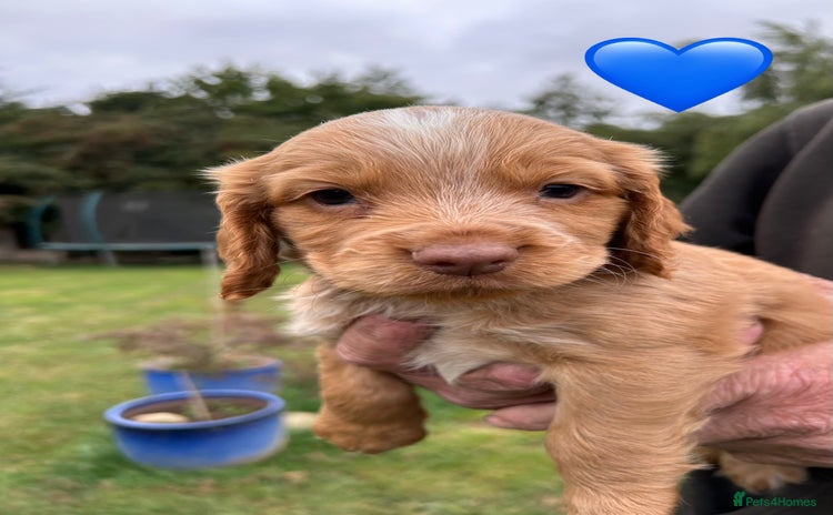 Cocker Spaniel dogs - Advert 4