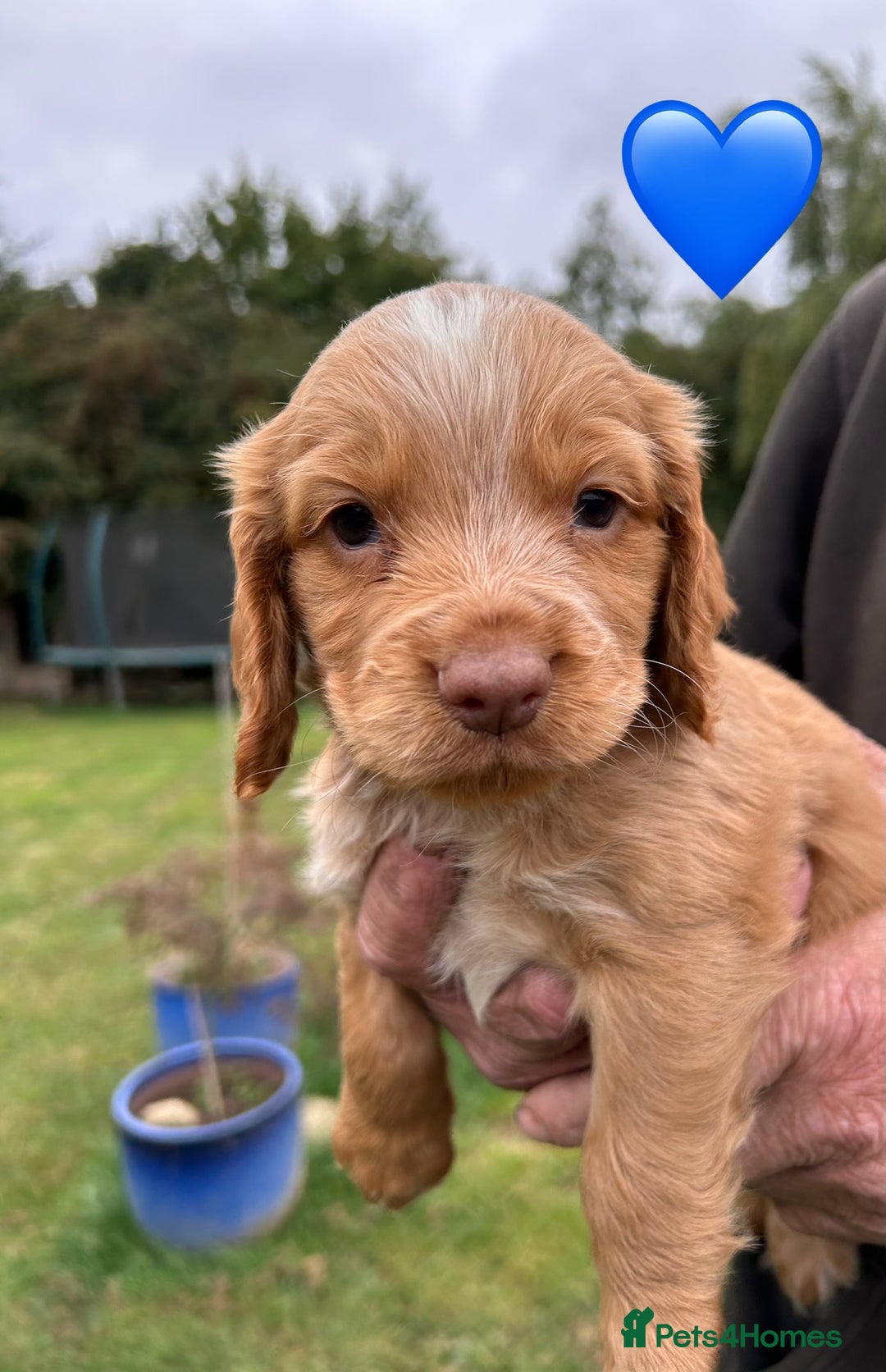 Cocker Spaniel dogs for sale: GORGEOUS WORKING COCKER PUPS - Image 13