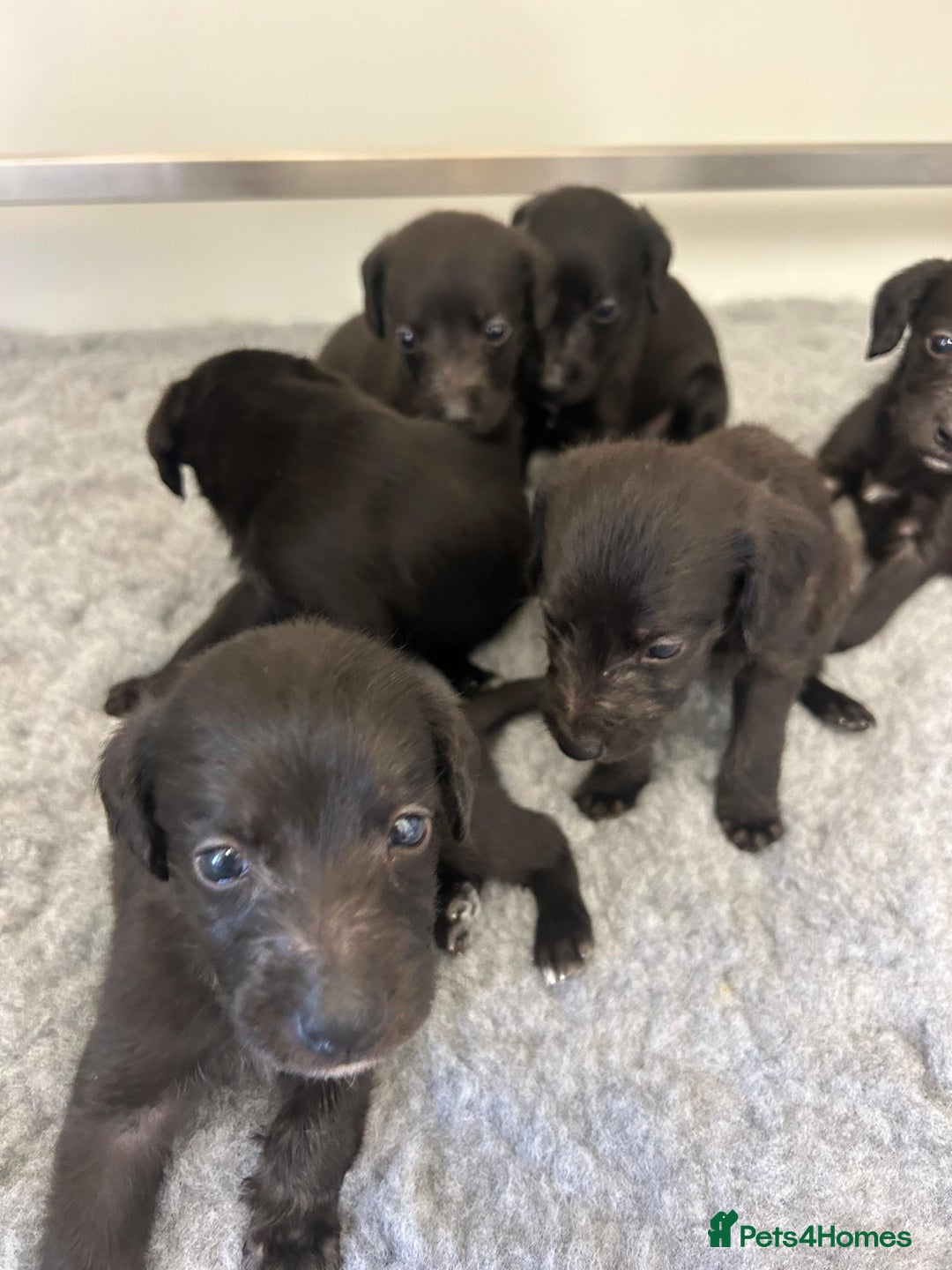 Mixed Breed dogs for sale: GENUINE BEDDY WHIPPETS 2 BOYS LEFT - Advert 11