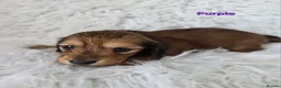 Miniature Dachshund dogs for sale: STUNNING KC SHADED RED LONG HAIR - Advert 3