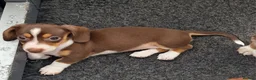Dachshund dogs for sale: Ready Now, amazing colours - Advert 2
