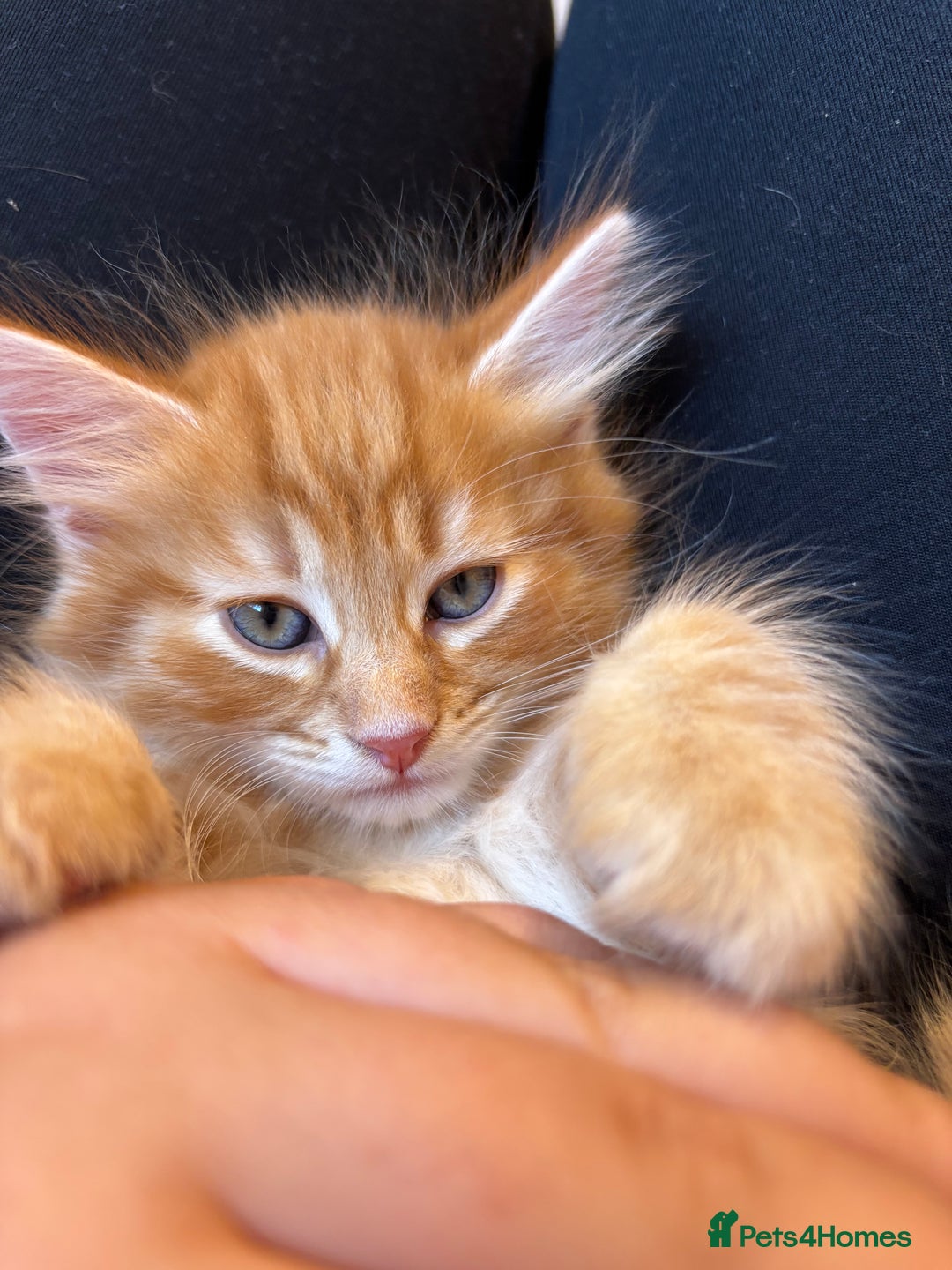 Mixed Breed cats for sale: 🐱 Handsome little boy kittens 💙 - Image 3