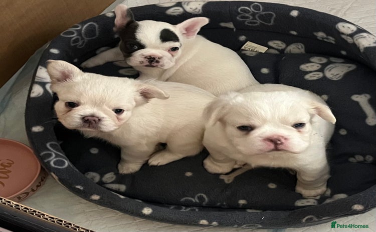 French Bulldog dogs - Advert 3