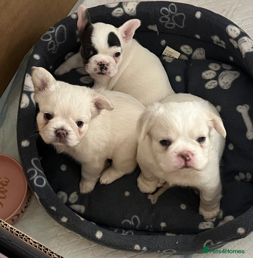 French Bulldog dogs for sale: Fluffy French Bulldogs  - Image 6