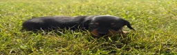 Miniature Dachshund dogs for sale: 5 stunning mini dachshunds for sale❤️🏡🥰 - Advert 6