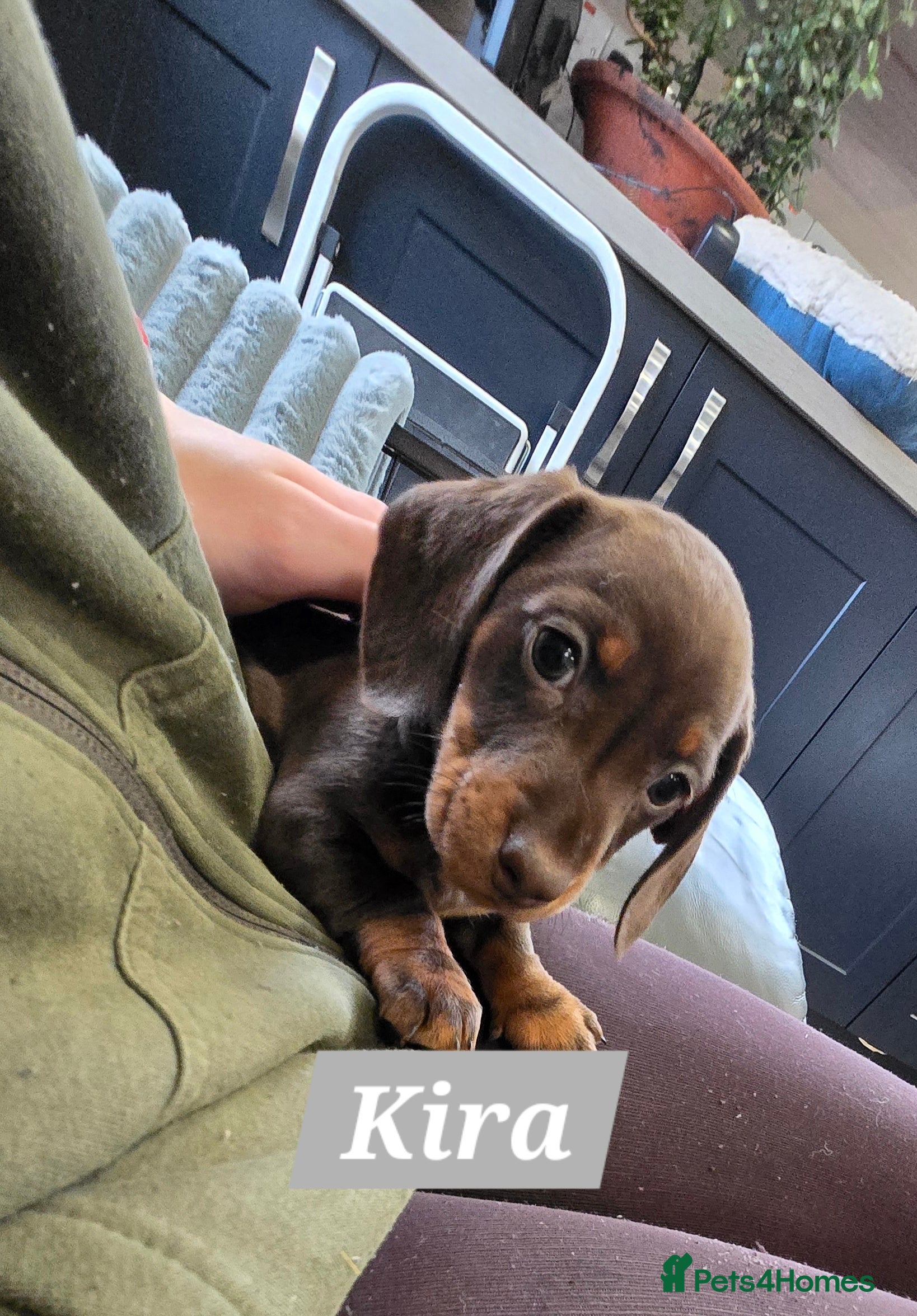 Dachshund dogs Beautiful Daxis - Advert 4