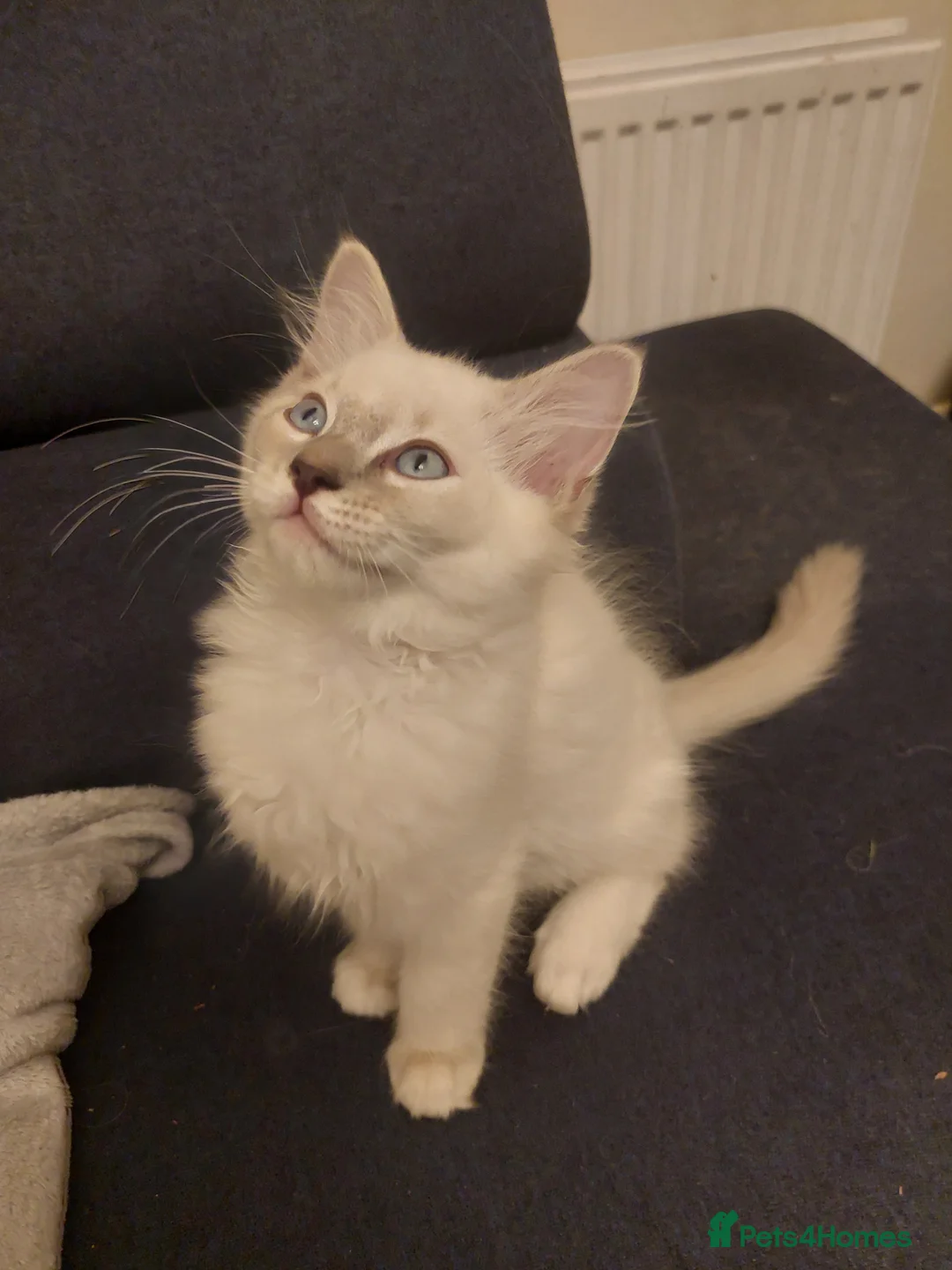 Ragdoll cats for sale: 5 Beautiful Ragdoll Kittens  - Advert 2