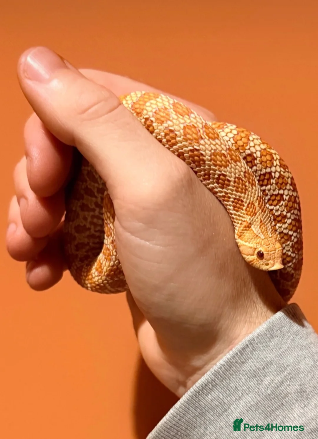 Snake reptiles for sale: Albino western hognose  - Advert 1