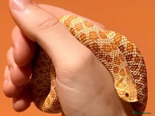 Snake reptiles Albino western hognose - Advert 13