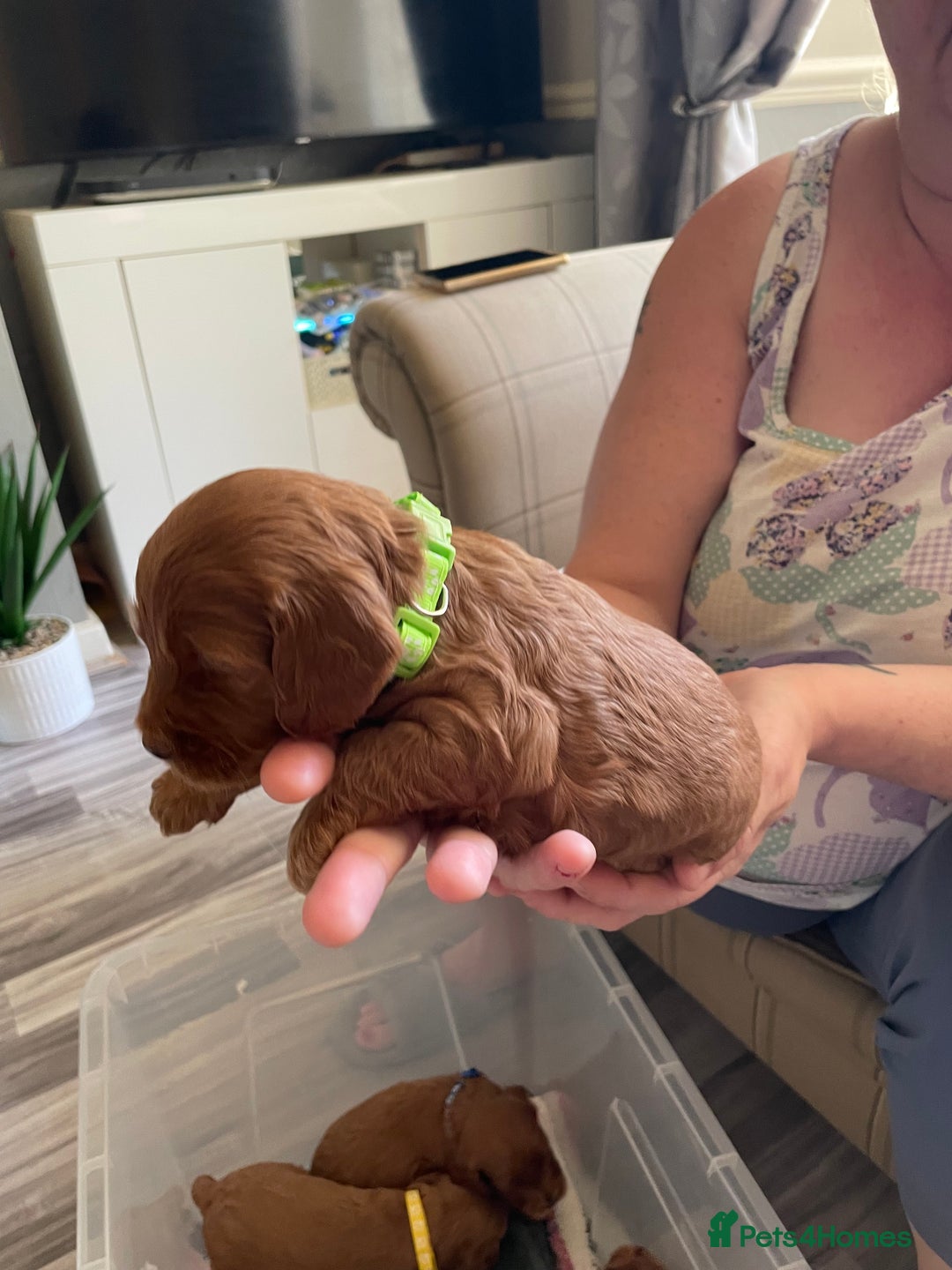 Cockapoo dogs for sale: * health tested through parentage*F1 Cockapoo - Image 11