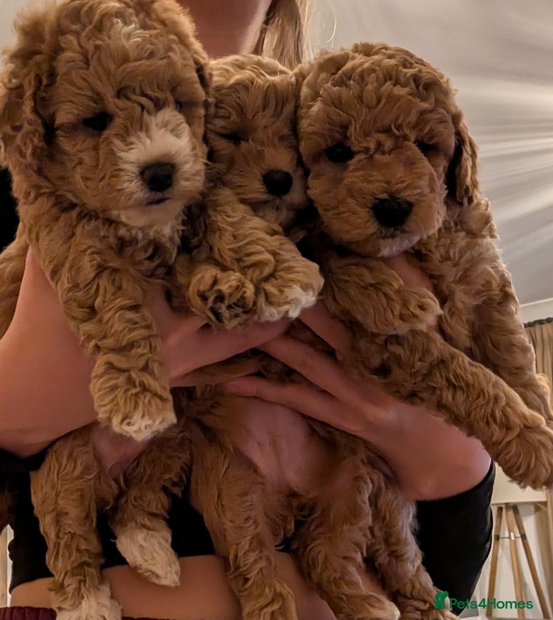 Maltipoo dogs for sale: Maltipoo F1B puppies  - Advert 1