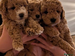Maltipoo dogs Maltipoo F1B puppies - Advert 2