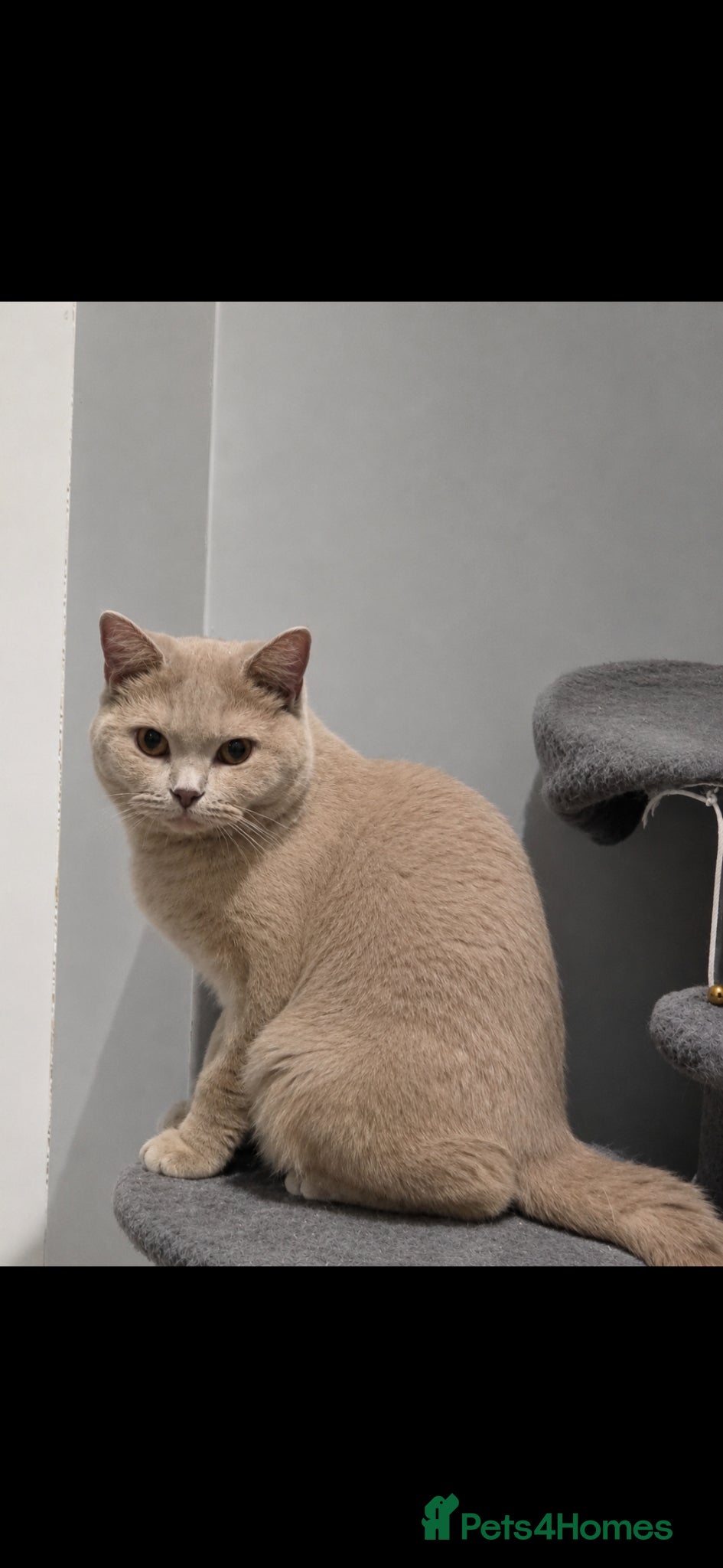 British Shorthair cats Beautiful lilac british-shorthair girl - Advert 15