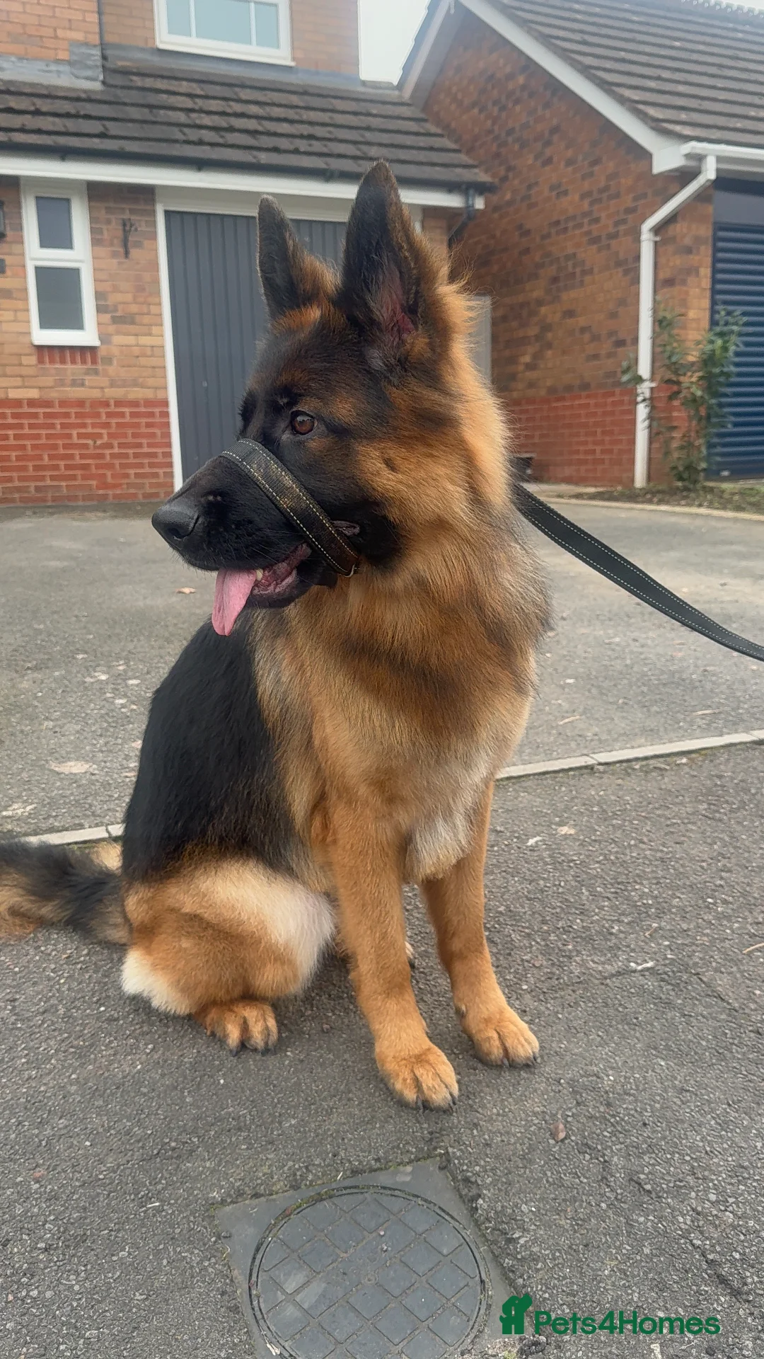 German Shepherd dogs for sale: German shepherd Beau - Advert 1