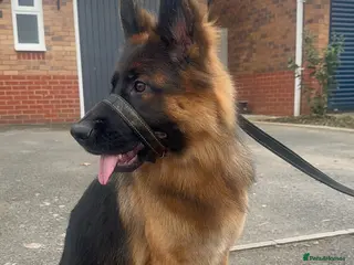 German Shepherd dogs German shepherd Beau - Advert 15