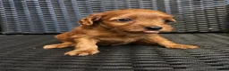 Cockapoo dogs for sale: ADORABLE COCKAPOOS  - Advert 23