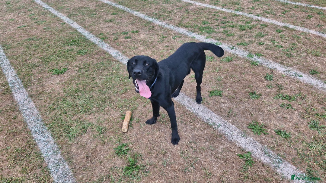 Labrador Retriever dogs for stud: Playful and handsome labrador retriever  - Image 3