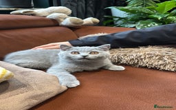 British Shorthair cats for sale: British Shorthair kittens - Image 3