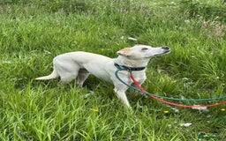 Mixed Breed dogs for adoption: Meet Barney, currently residing in Cheshire  in Nantwich - Image 5