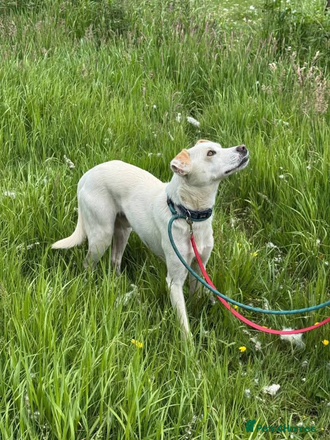 Mixed Breed dogs for adoption: Meet Barney, currently residing in Cheshire  in Nantwich - Image 5